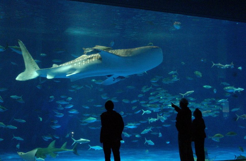 かごしま水族館（いおワールド）- 鹿児島県観光サイト/かごしまの旅